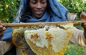 People and Bees in Ethiopia