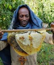 People and Bees in Ethiopia