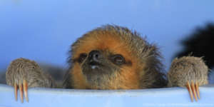 Jinkoe when she had just arrived in 2017