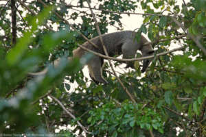 Sleeping Lesser anteater Johannes