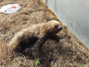 Sloth rescued after swimming through muddy ditch.