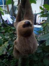 Buru during exercise hour