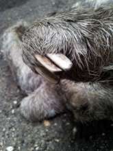 One of Neta's brutally mutilated claws.