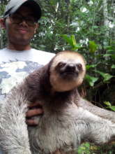 Sloth ready to be released at our project site.