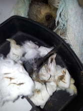 Glen silently watching as his wound is cleaned