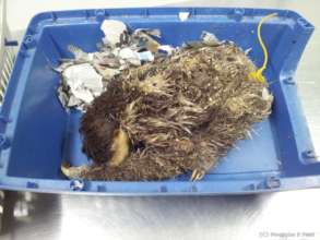 Arrived at the vet with rope still around belly