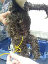 Hair shaven off to allow the wounds to heal