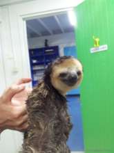 Patiently undergoing her treatment