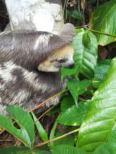 Some sloths simply cannot wait to start eating