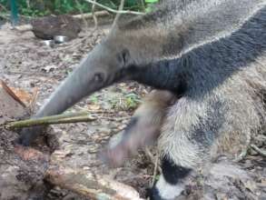 Igor enjoying some termites