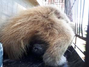 Sleeping in typical anteater fashion