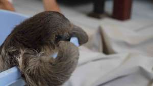 Baby Haganah knows what she wants, milk!