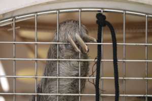 Despite the disfigurement Crooked agilely climbed