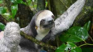 Free at last, happy to be home in the cool forest!