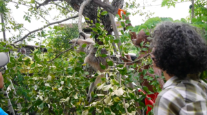 Tricky anteater rescue