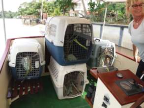 Four animals released on International Sloth Day