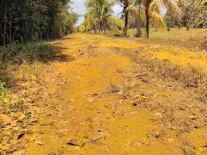 Dry leaves fell from the trees during the drought
