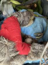 Lisa sloth in a state of complete shock