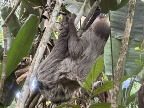 One more release of a two-fingered sloth