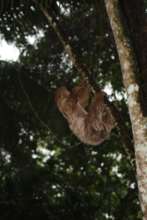 Thanks to Cynthia Ashruf this animal survived.