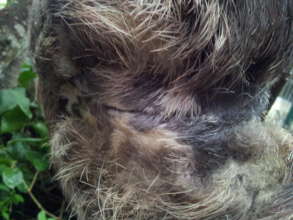 Fur is growing back!