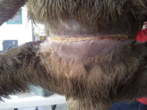 The wound is healing