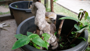 Baby Haganah and orphan Chill, learning to poop