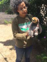 Baby sloth with orange-haired face