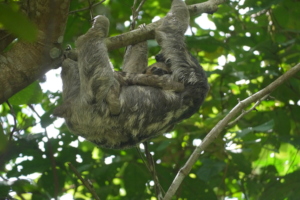 A baby sloth remains with its mom for 8 months