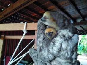 Reunited with mama sloth after two days
