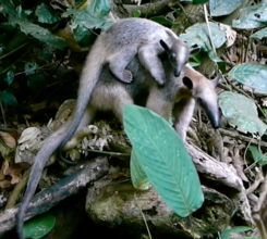 Intensive care ensures succesful releases