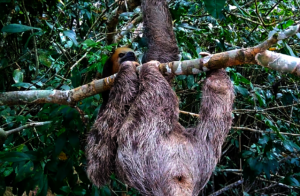 Off he goes, finally across the river!