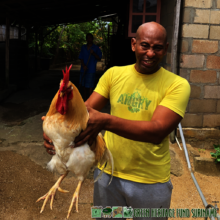 The Cock Sigfried saved a sloth