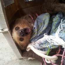 Sloth entangled in hammock and ropes