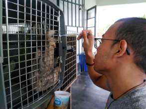 Dehydrated animals are giving fluids by volunteer