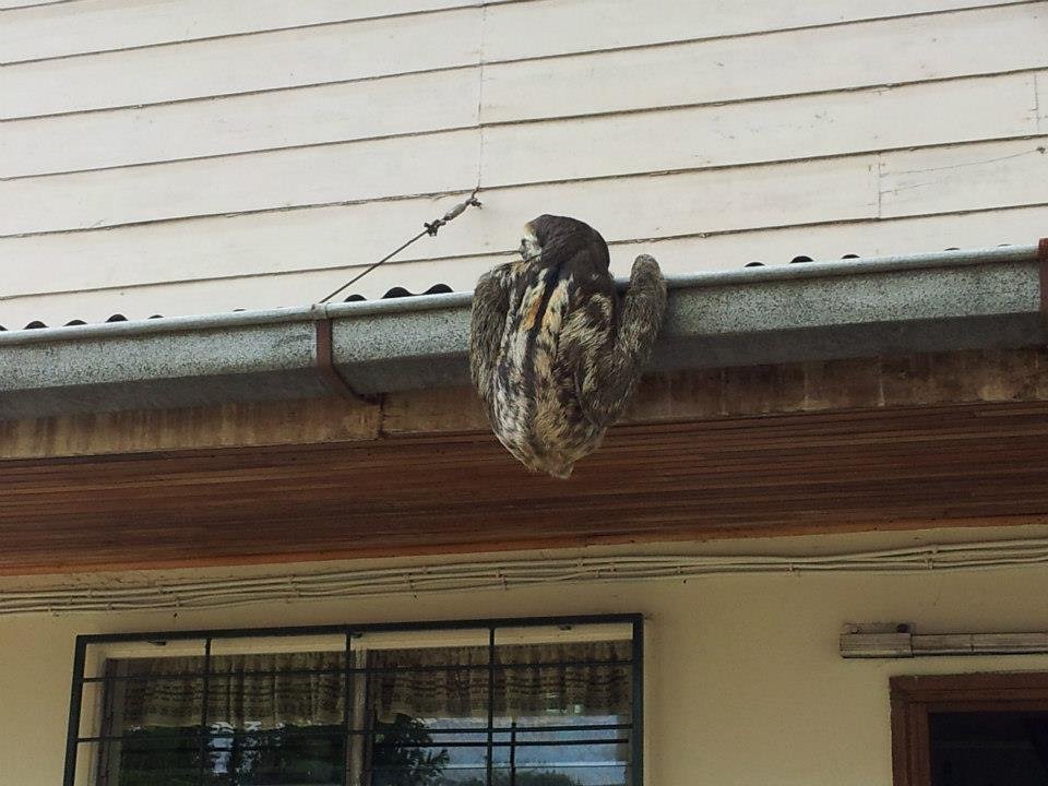 Sanctuary helps Suriname's sloths back to jungle