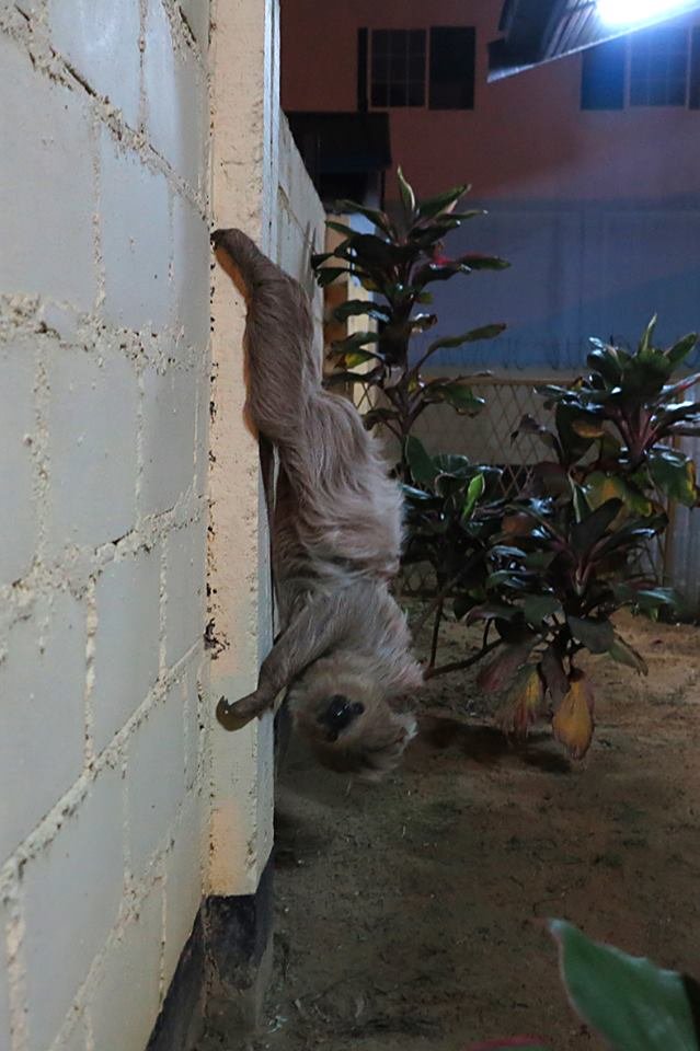 Sanctuary helps Suriname's sloths back to jungle