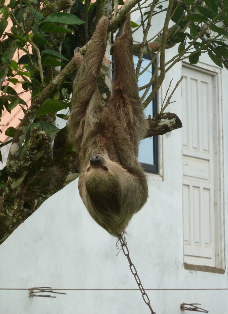 Sanctuary helps Suriname's sloths back to jungle