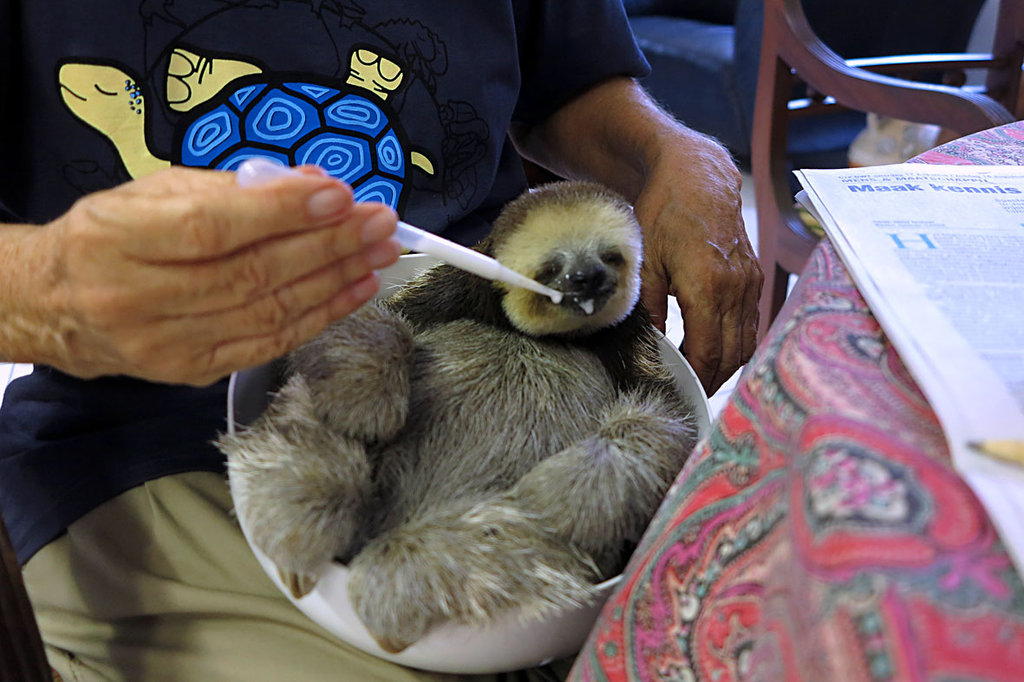 Sanctuary helps Suriname's sloths back to jungle
