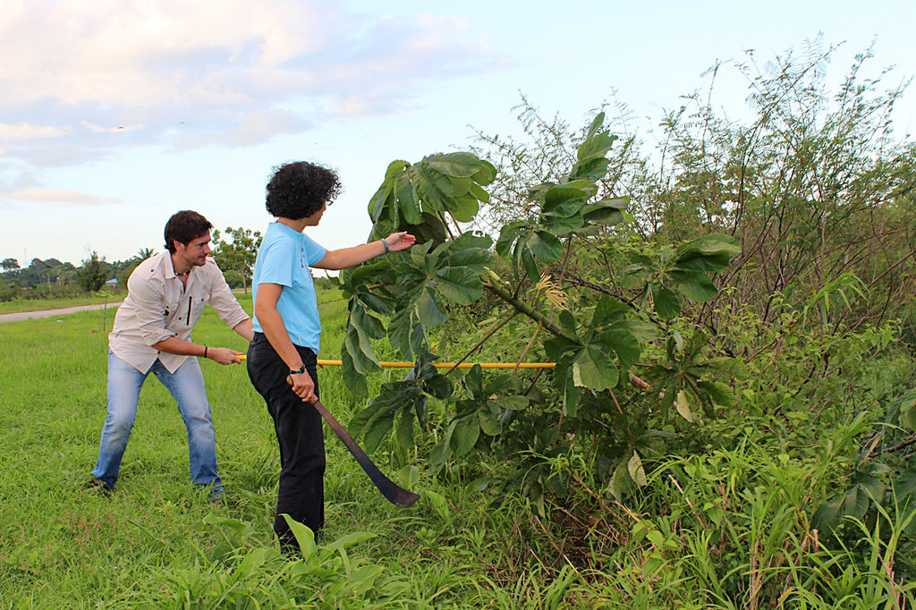 Sanctuary helps Suriname's sloths back to jungle