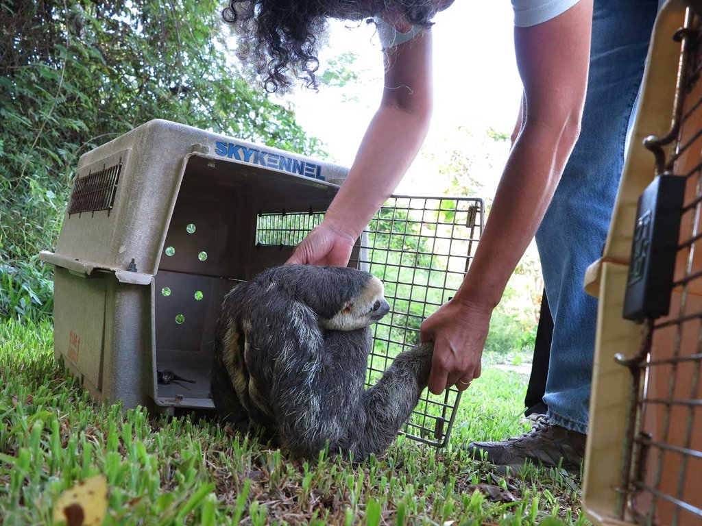 Sanctuary helps Suriname's sloths back to jungle