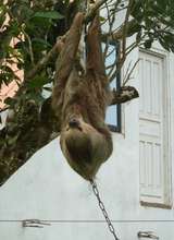 Chained sloth...