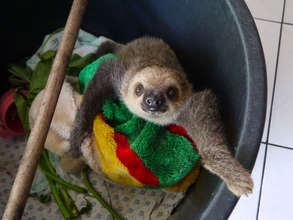 2-toed baby sloth anticipating his meal