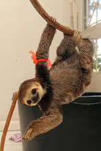 Rehabilitation in natural environment needed!