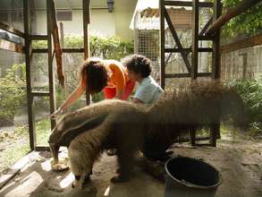 Vet giving giant anteater a check up.