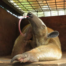 Match this anteater's tongue!