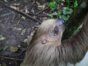 Sloth released after 2 months' recovery head wound