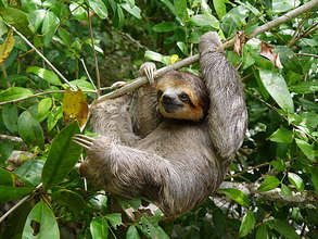 One happy sloth!