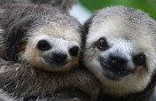 Sanctuary helps Suriname's sloths back to jungle
