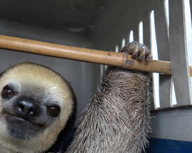 Bas maimed. This is why we do rescues & education.